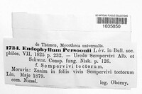 Image of Endophyllum persoonii
